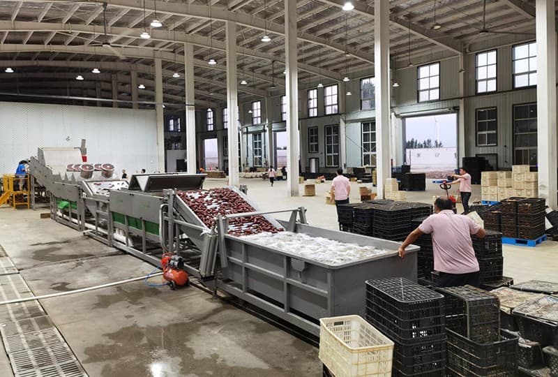 images/1692950444799sweet potato grading machine.jpg